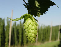 hop.jpg